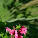 Salvia oxyphora (2)
